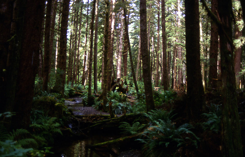 38Regenwald-am-Cape-Scott2