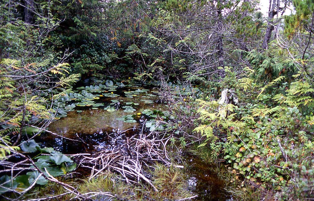 39Regenwald-am-Cape-Scott3